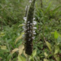 Pogostemon auricularius (L.) Hassk.